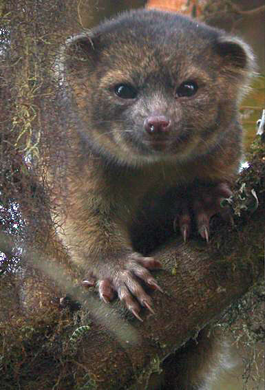 Image of Olinguito