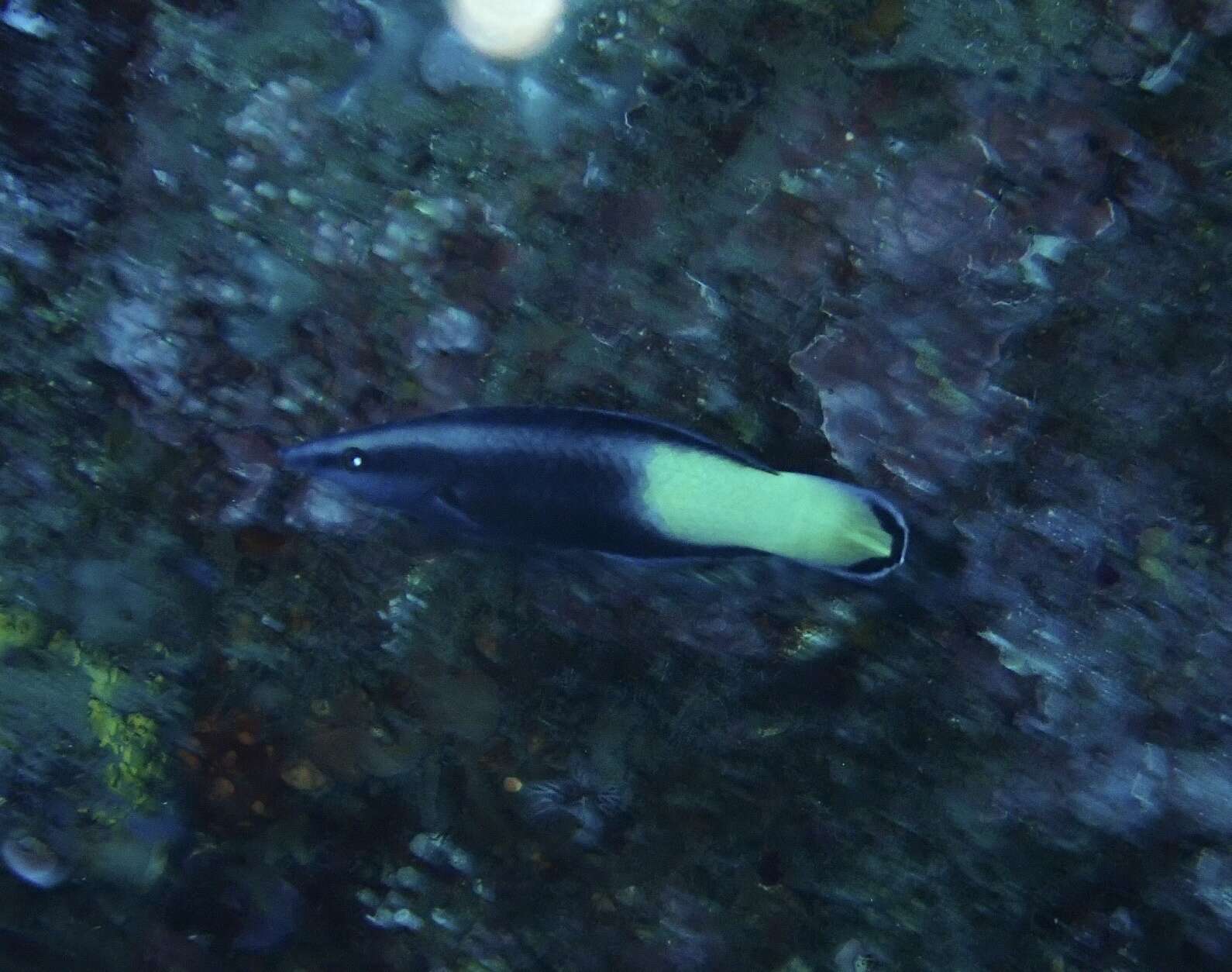 Image of Bicolor Cleaner Wrasse