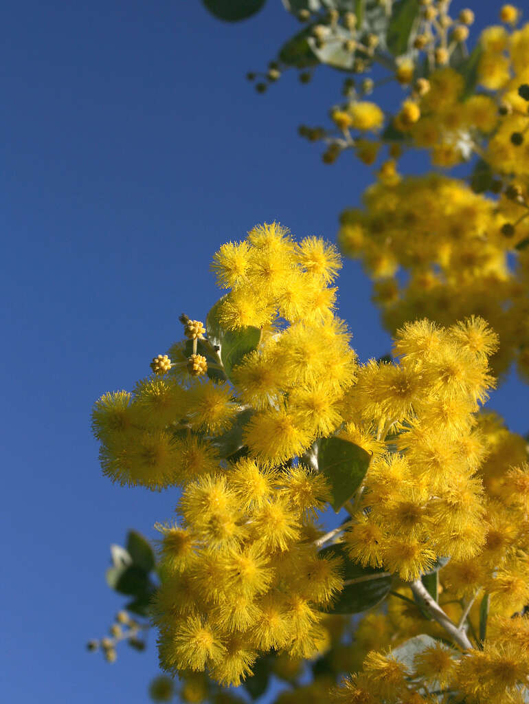 Image of cootamundra wattle