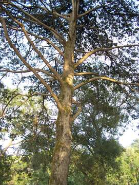 Imagem de Cupressus lusitanica Mill.