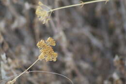 Image of Clasping Yellowtops