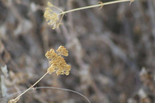 Image of Clasping Yellowtops