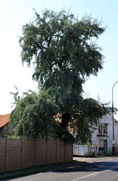 Image of Russian olive