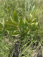 Image of Protea simplex E. Phillips