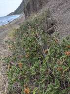 Sivun Cistus creticus subsp. creticus kuva