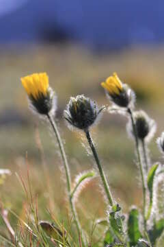 Image of alpine hawkweed