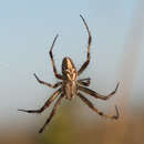 Image of Western Spotted Orbweaver