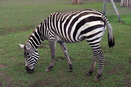 Image of Equus quagga borensi