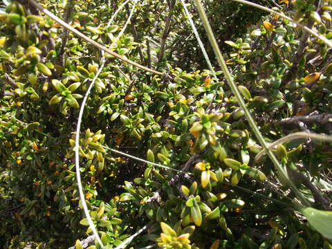 Image of Coprosma pseudocuneata W. R. B. Oliv. ex Garn.-Jones & Elder