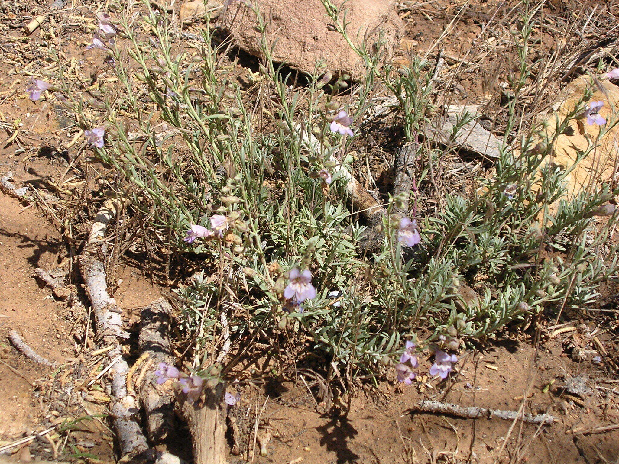 Plancia ëd Penstemon linarioides var. coloradoensis (A. Nelson) C. C. Freeman