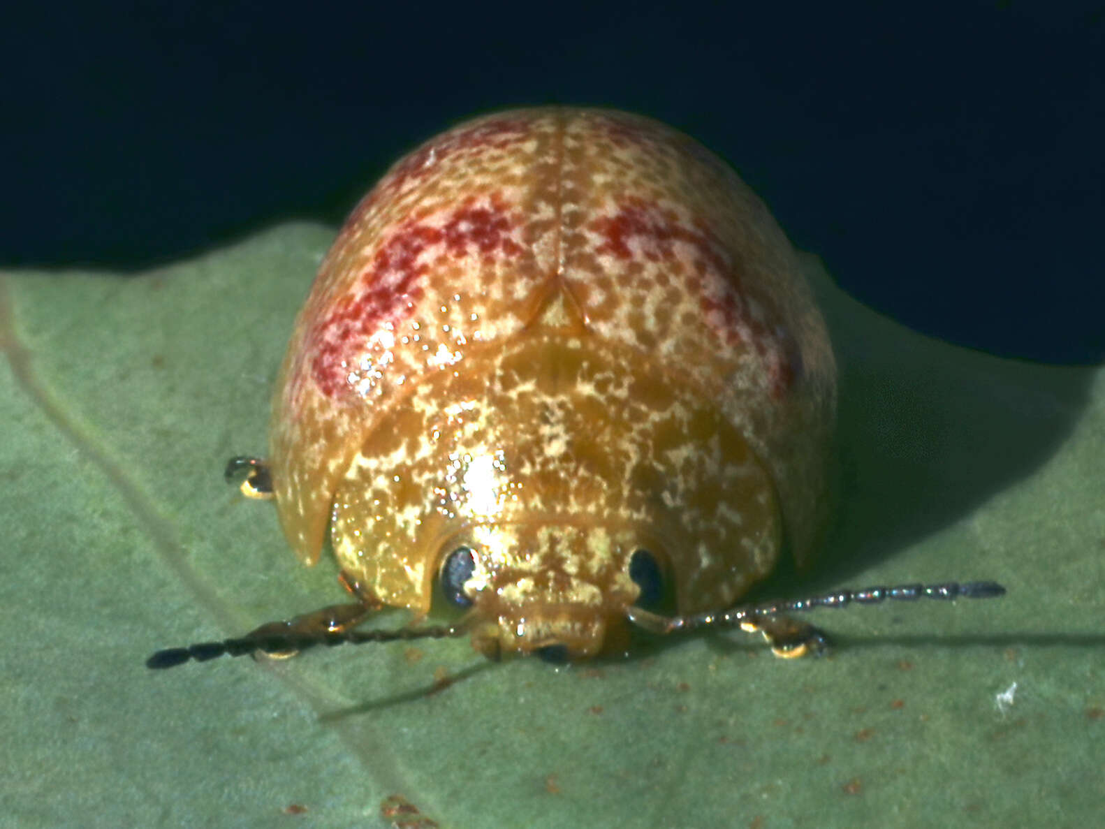 Imagem de <i>Paropsis obsoleta</i>