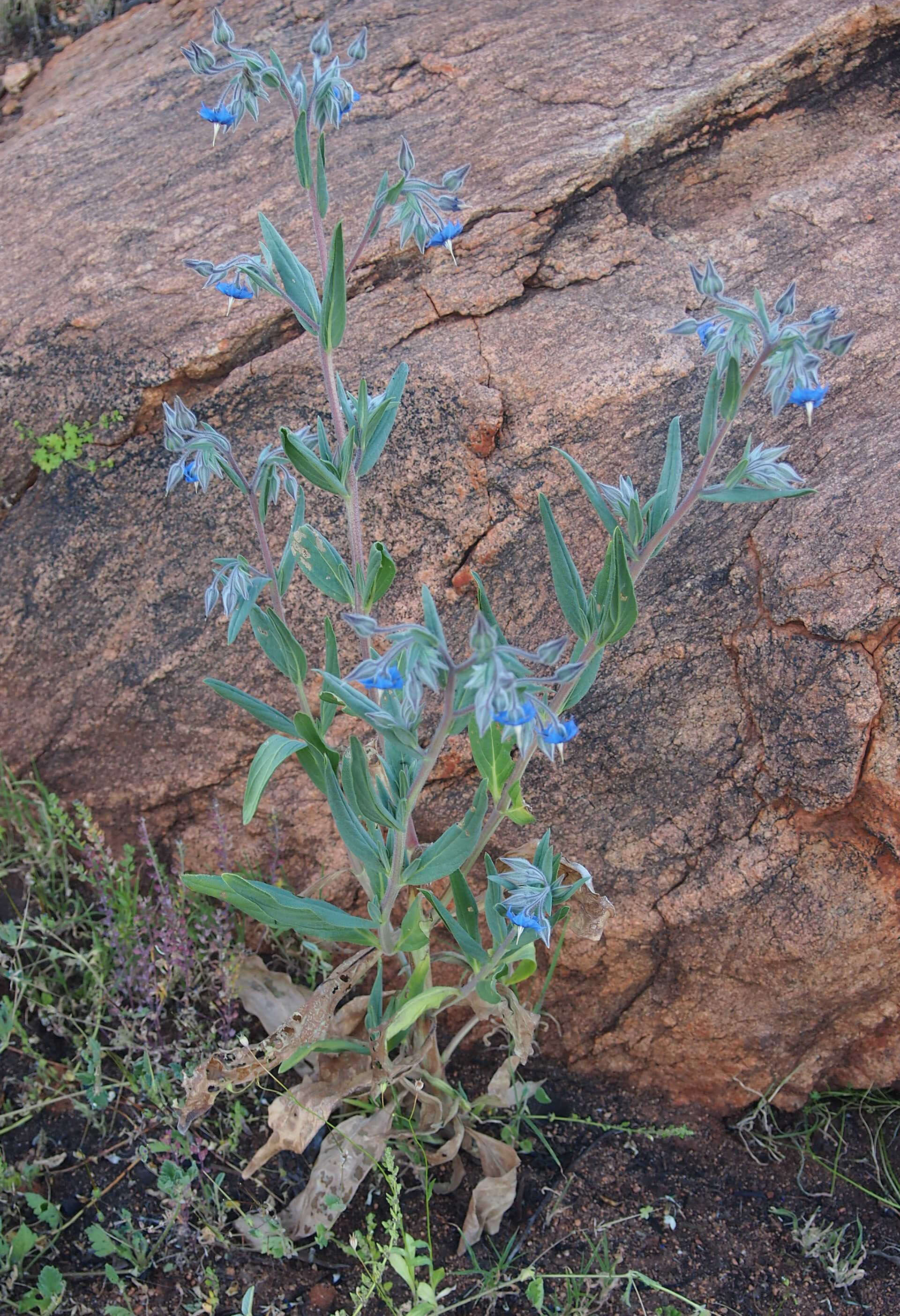 Image de Trichodesma zeylanicum (Burm. fil.) R. Br.