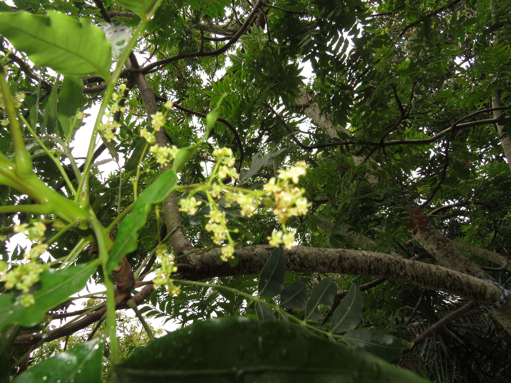 Image of Wild Plum