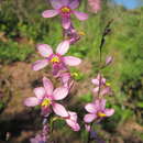 Image of Ixia scillaris subsp. scillaris