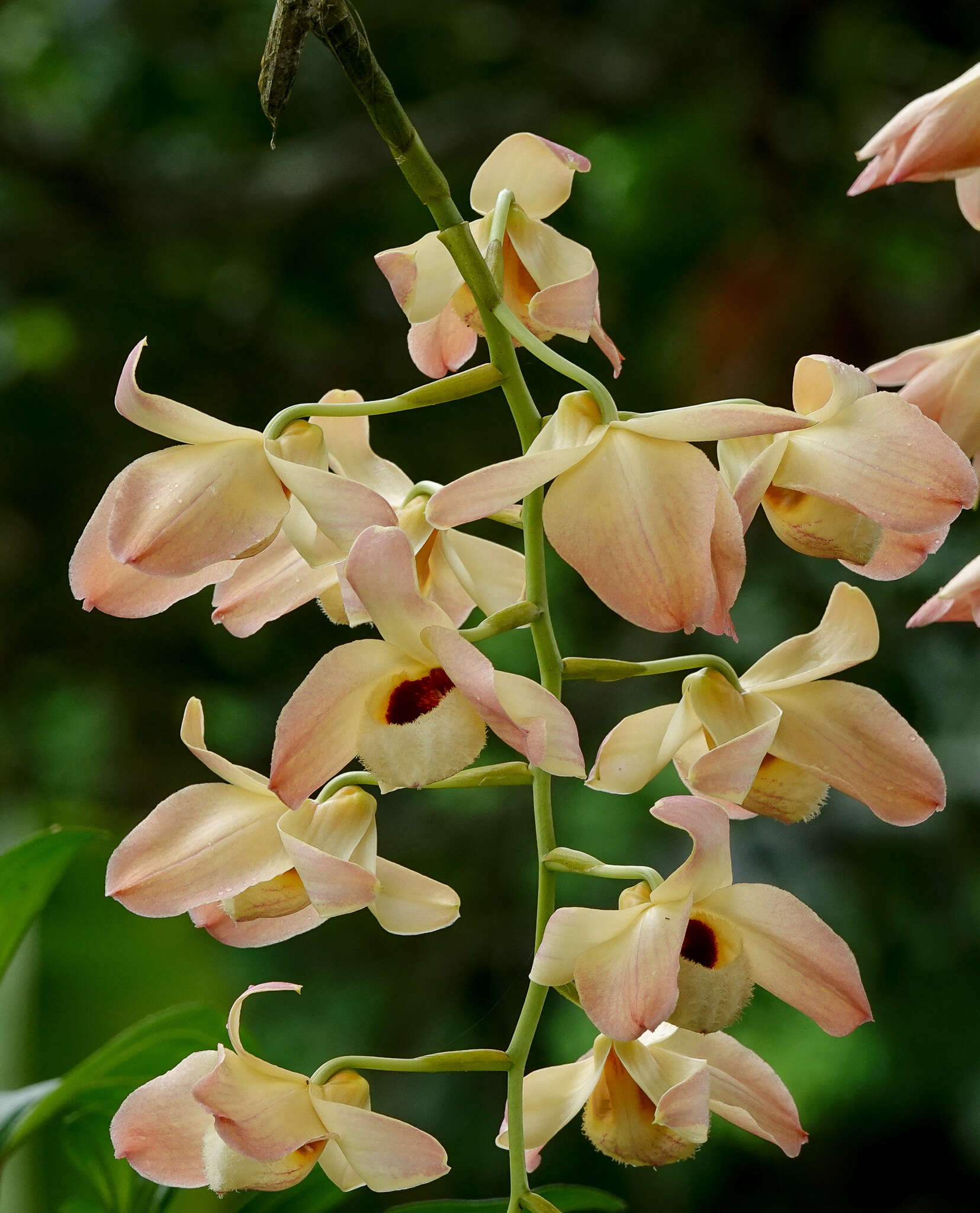 Imagem de Dendrobium moschatum (Banks) Sw.