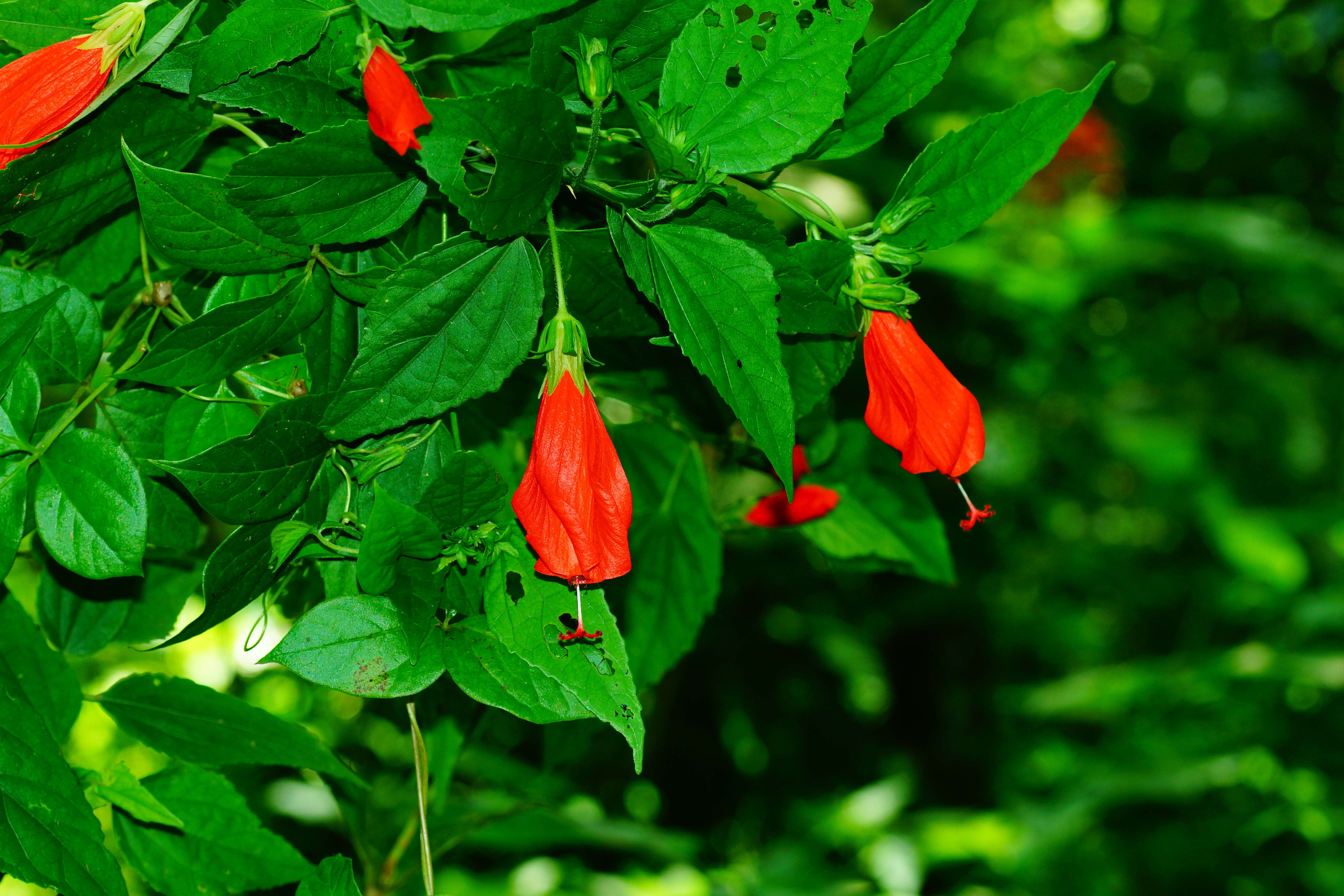 Image de Malvaviscus arboreus Cav.