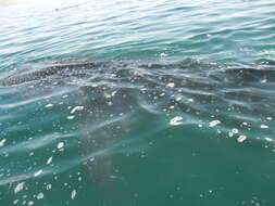 Image of whale sharks