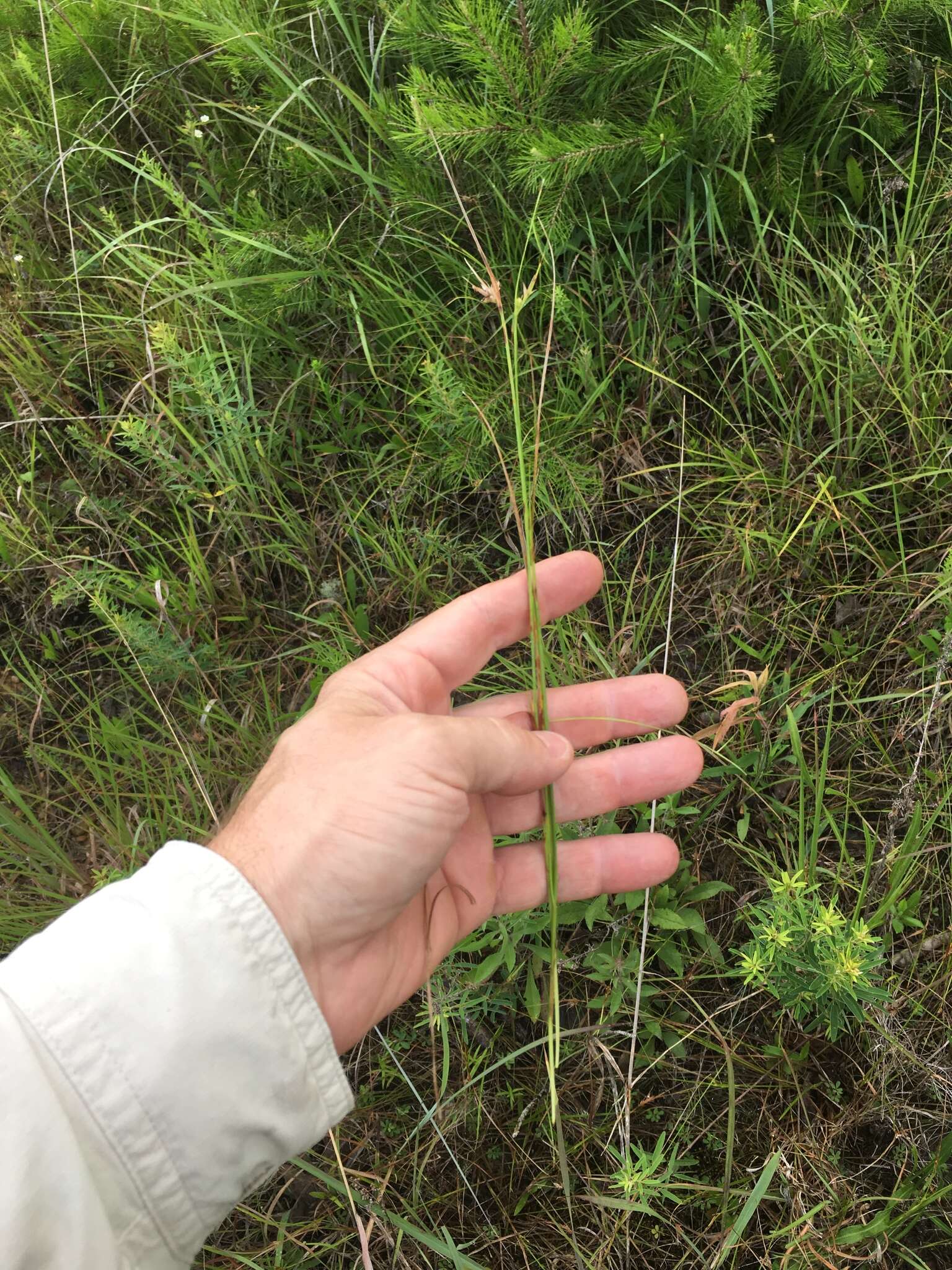 Scleria pauciflora Muhl. ex Willd. resmi