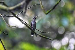 Image of Great-billed Hermit