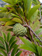 Image of sugar apple