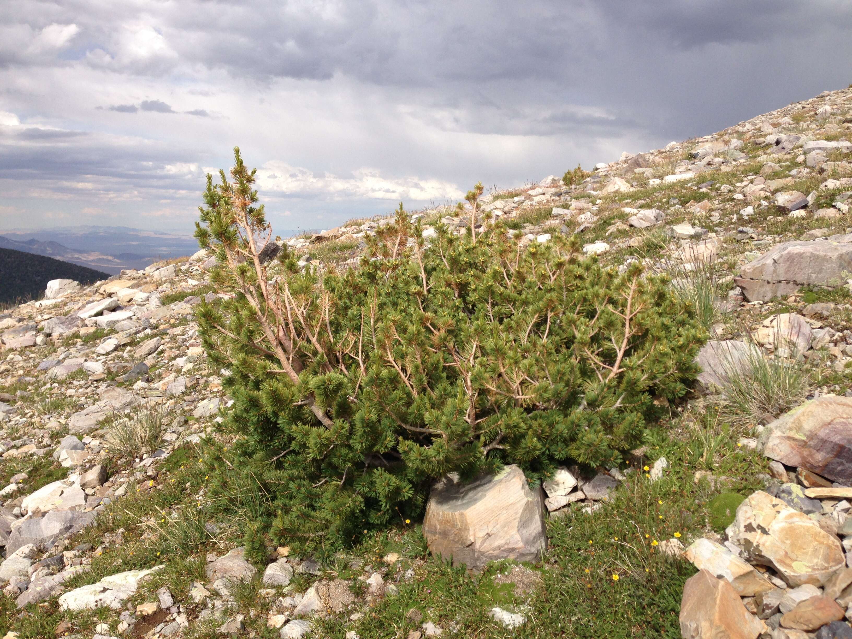 Image of Limber Pine