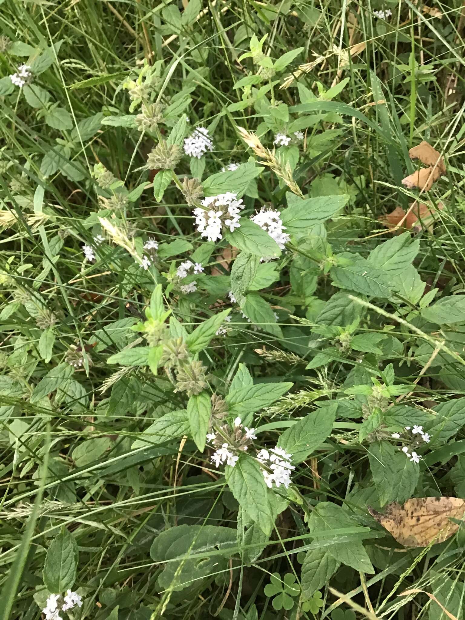 Image of Mentha laxiflora Benth.