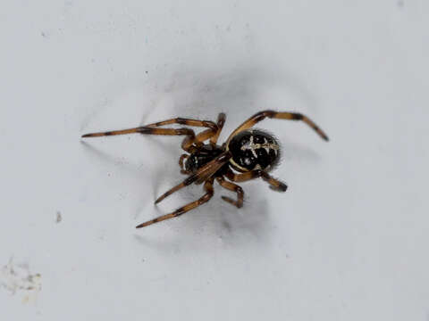 صورة Steatoda paykulliana (Walckenaer 1806)