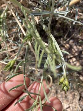 Image of thickpod milkvetch