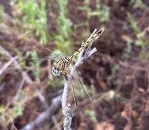 Image of Clubbed Talontail