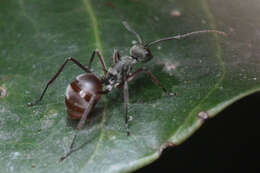 Image of Polyrhachis bicolor Smith 1858
