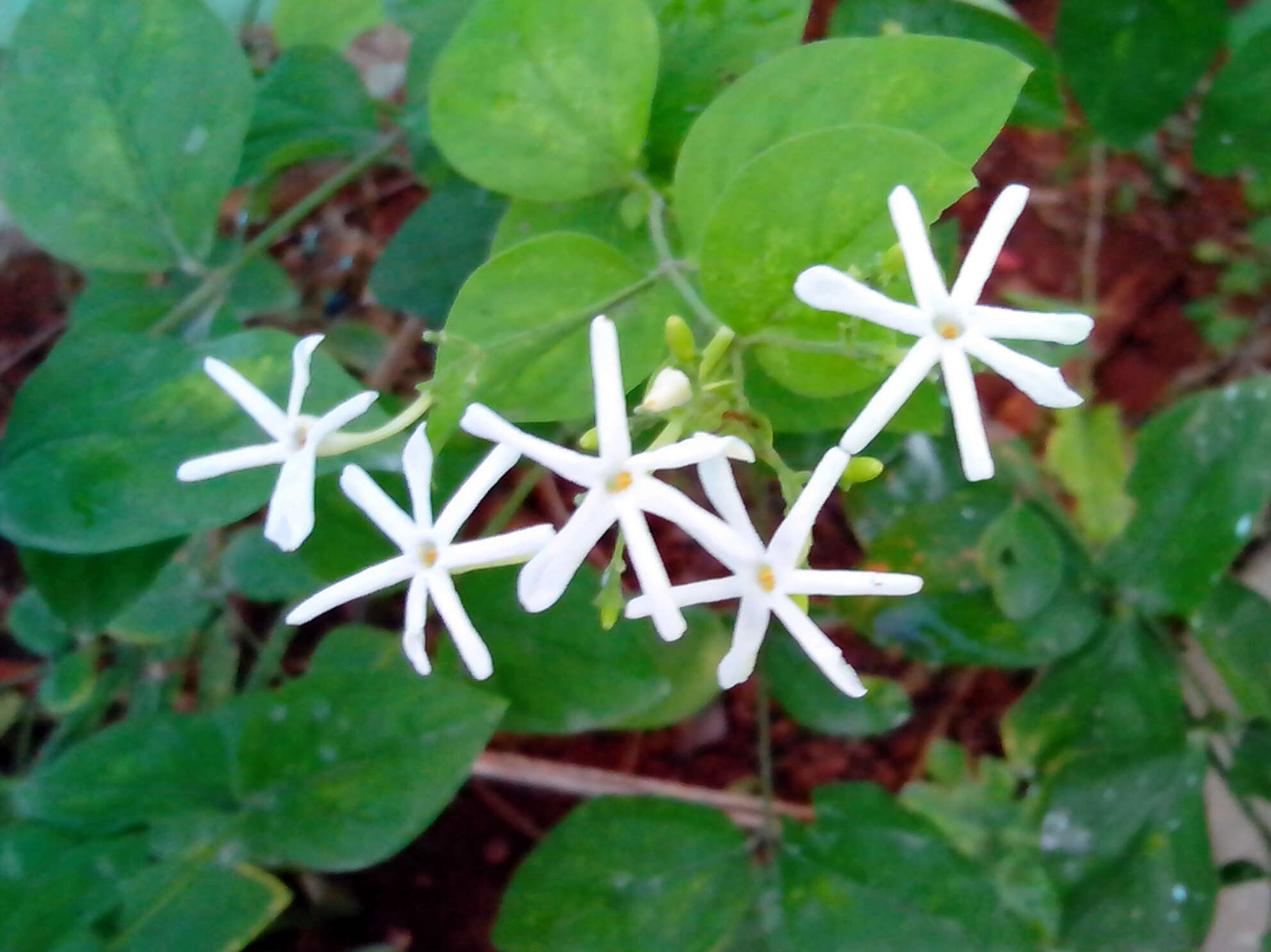 Image of Jasminum grandiflorum L.