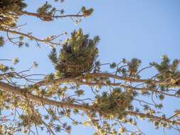 Image of limber pine dwarf mistletoe