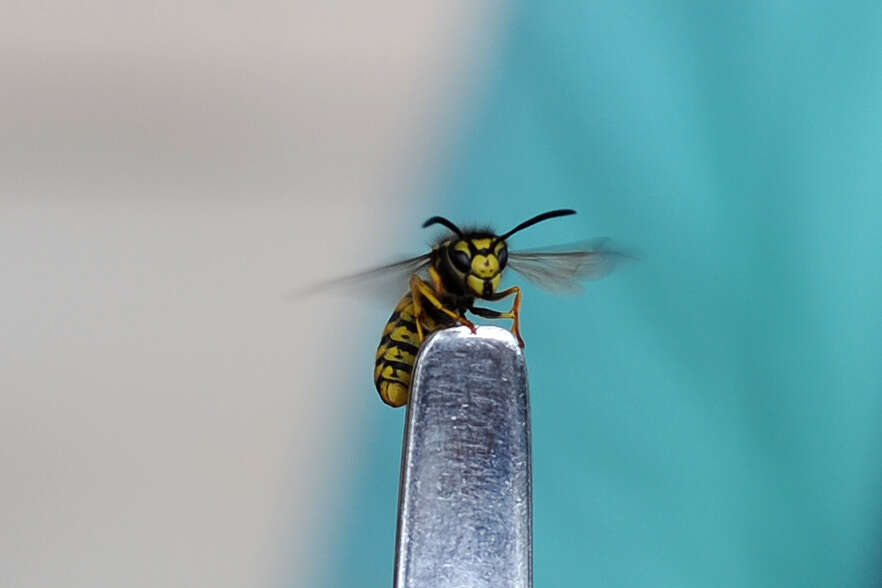 Image of German Wasp