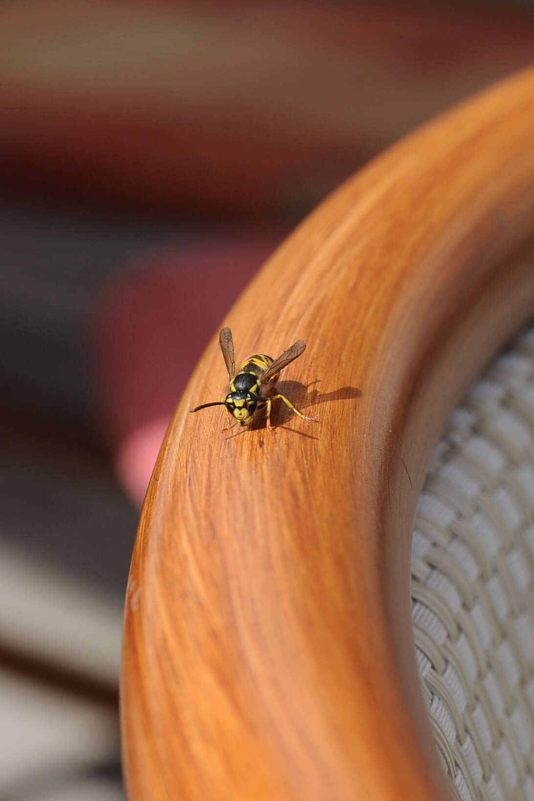 Image of German Wasp