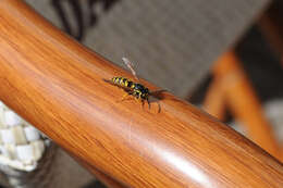 Image of German Wasp