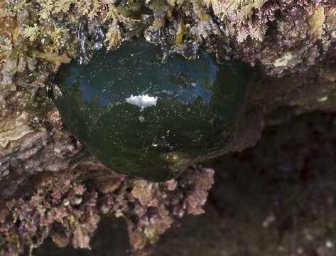 Image of Beadlet anemone