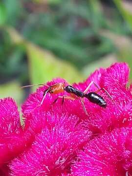 Plancia ëd Odontomachus erythrocephalus Emery 1890