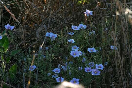 Image of Nierembergia linariifolia R. Grah.