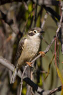 Image of Brown-headed Honeyeater