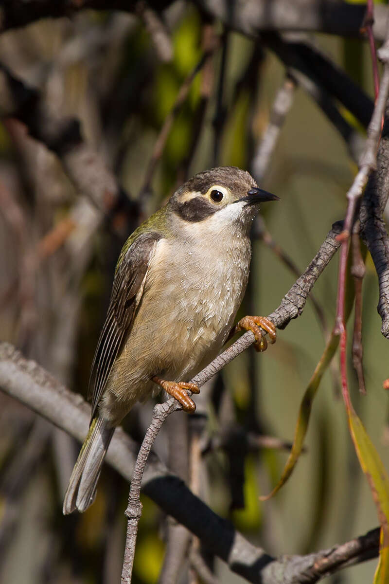 Image of Brown-headed Honeyeater