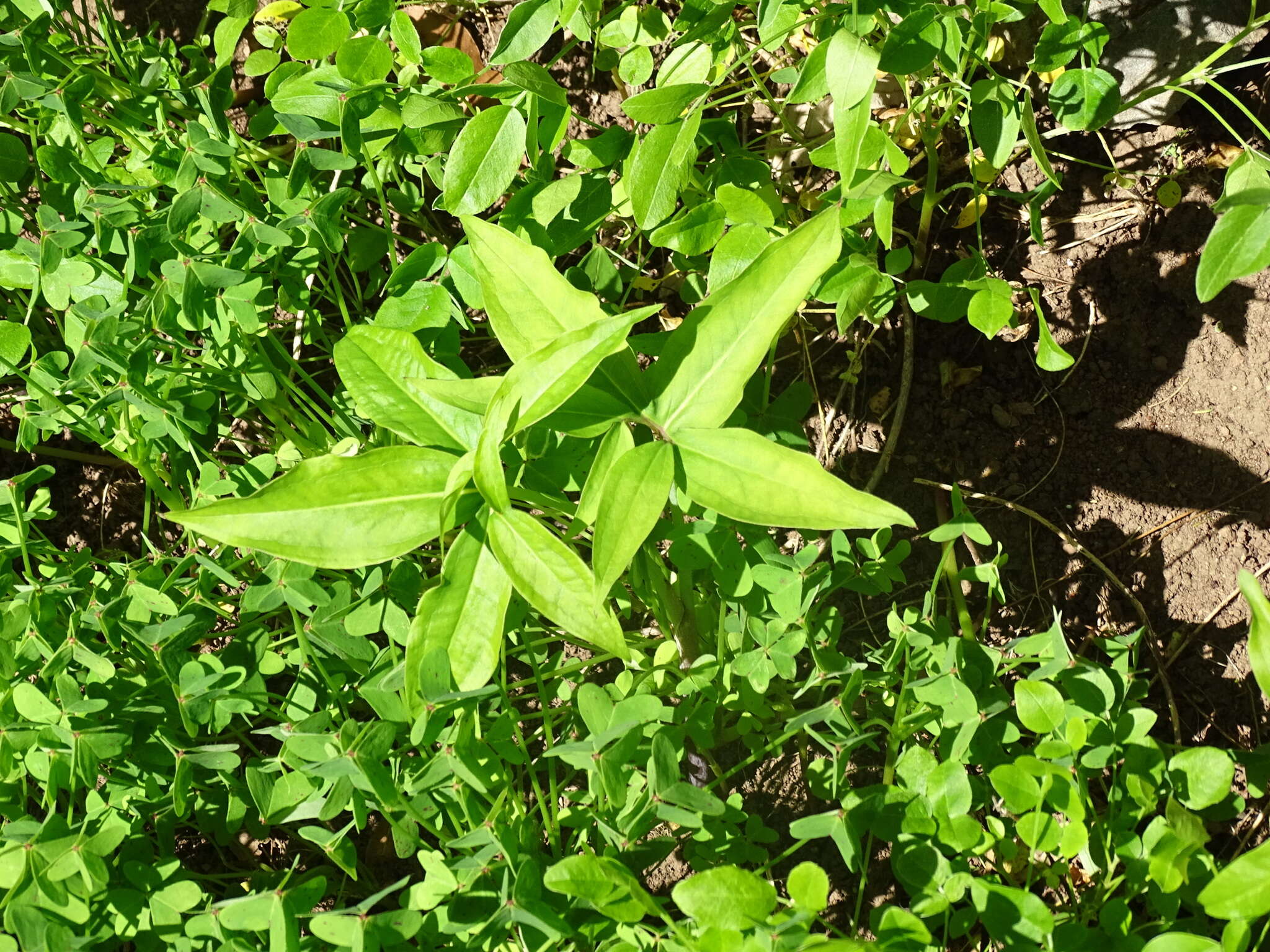 Image de Dracunculus canariensis Kunth