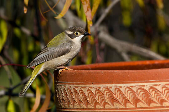 Image of Brown-headed Honeyeater