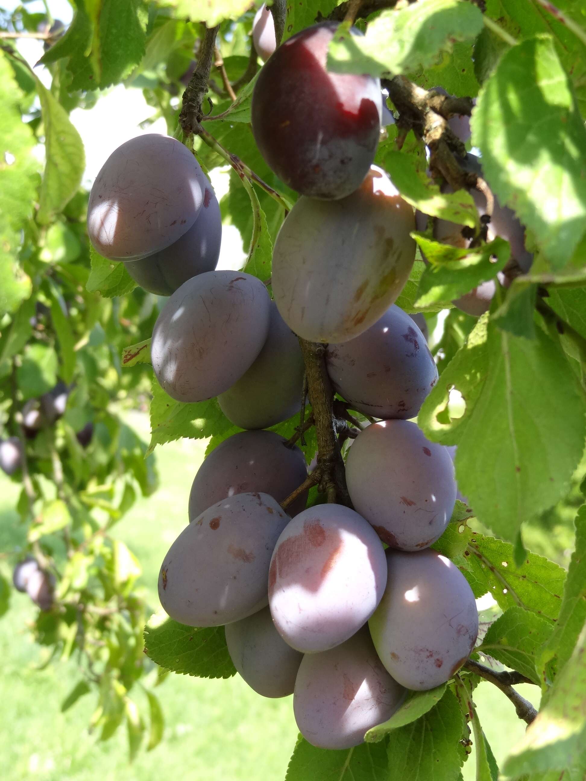 Image of European plum