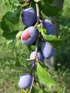 Image of European plum