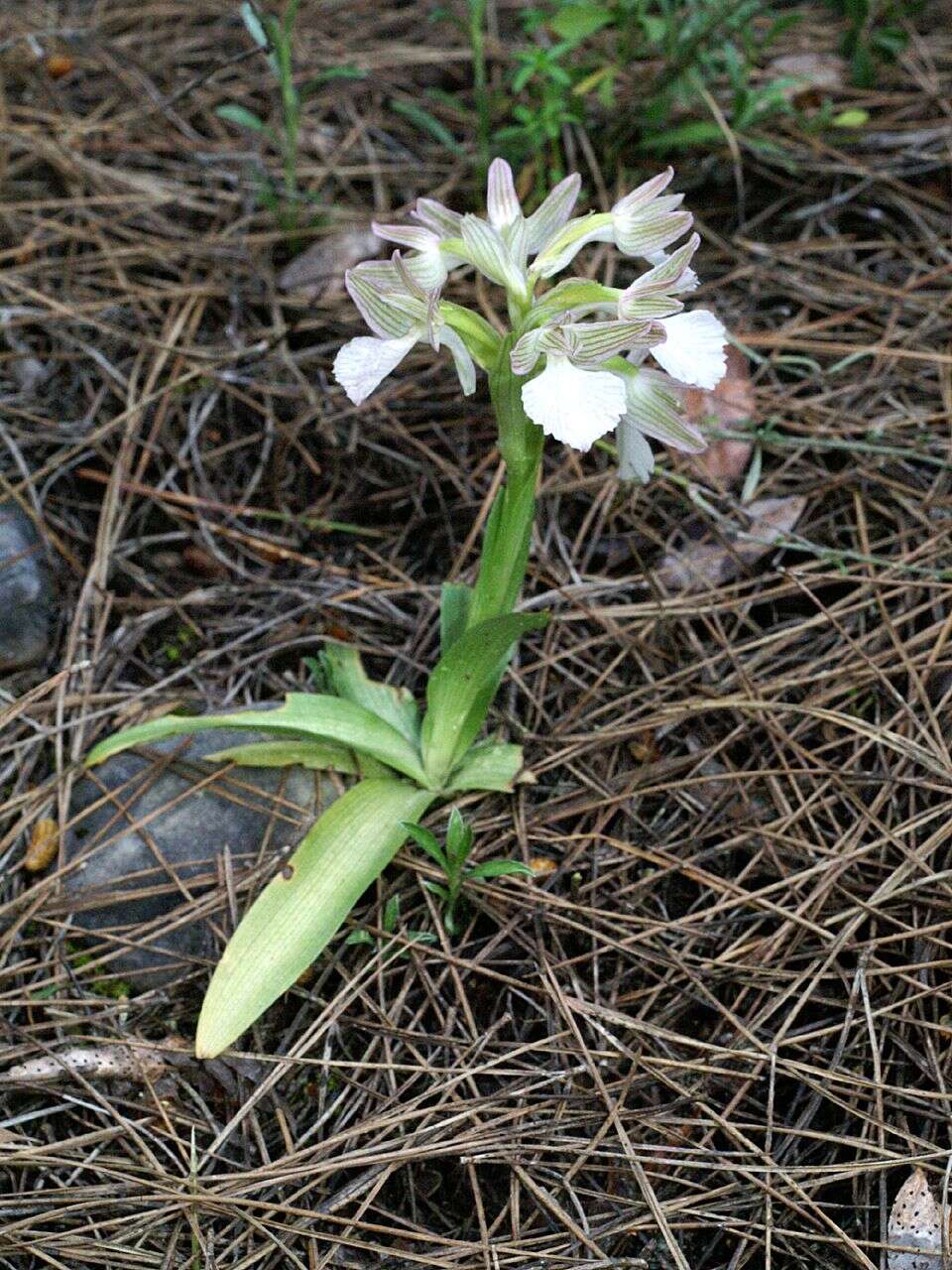 Image of Butterfly orchid