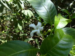 Image of Tabernaemontana alternifolia L.