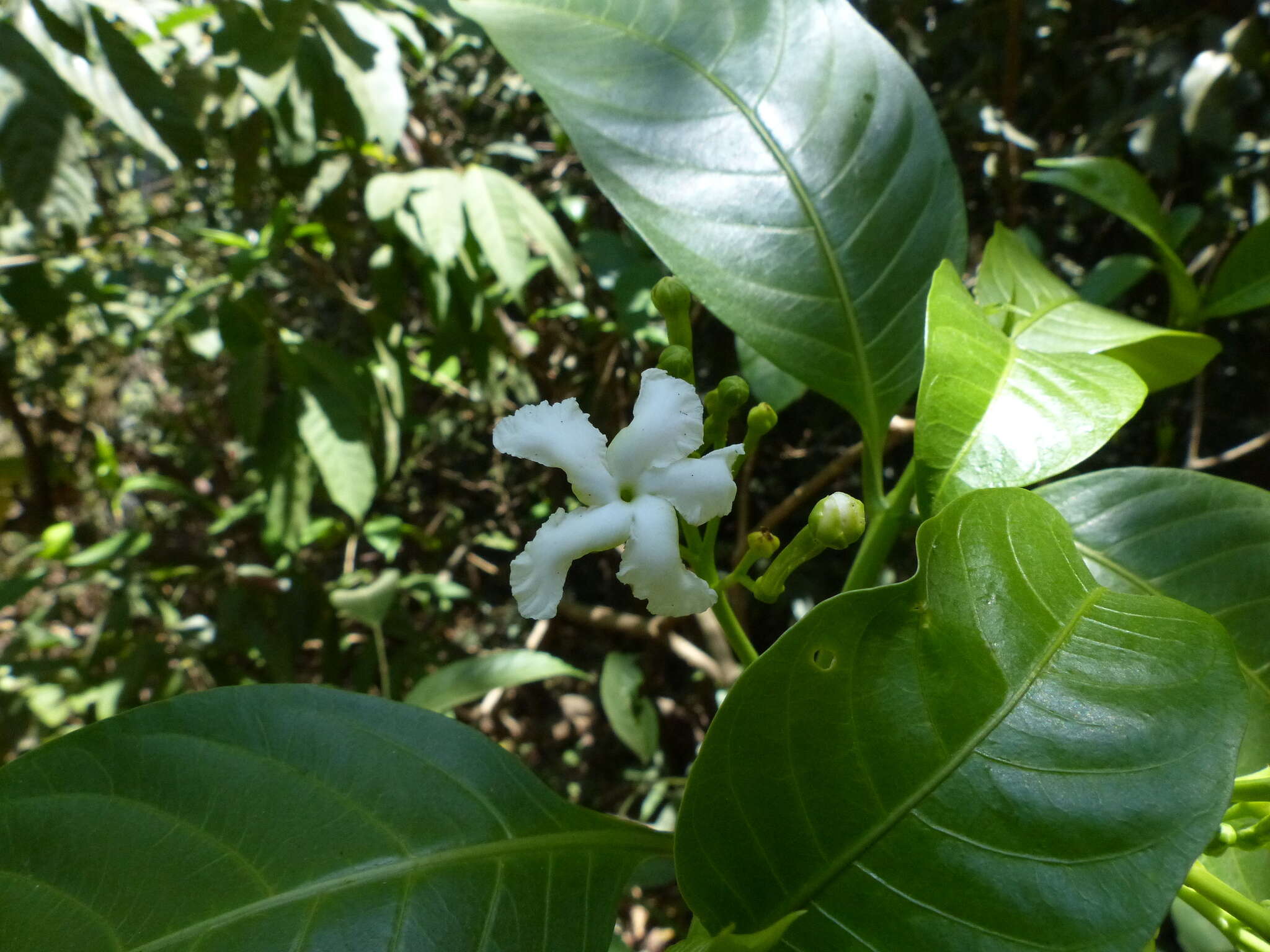 Sivun Tabernaemontana alternifolia L. kuva