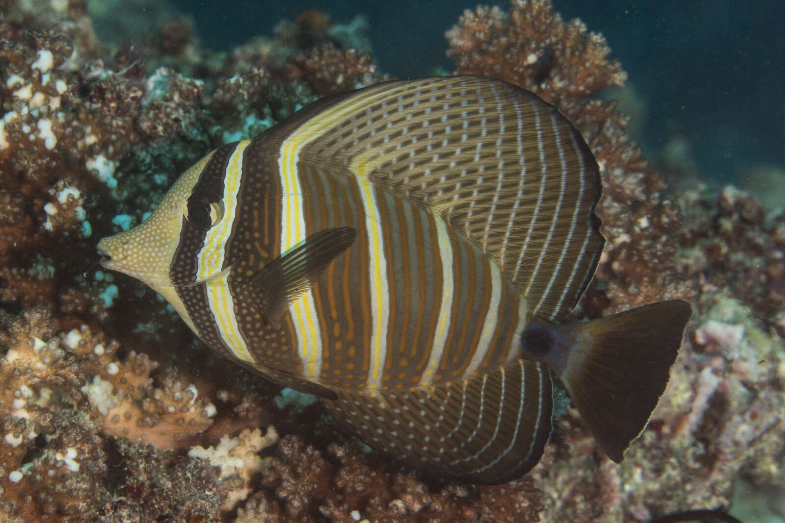 Слика од Zebrasoma veliferum (Bloch 1795)