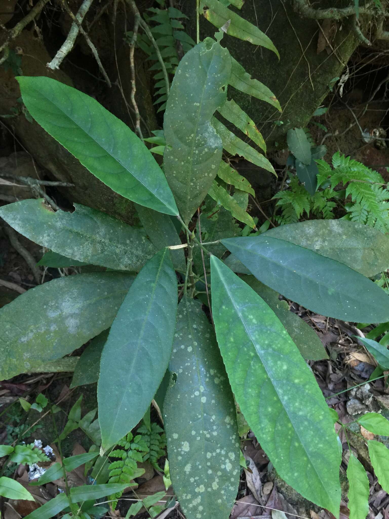 Imagem de Staphylea formosana (Nakai) Byng & Christenh.