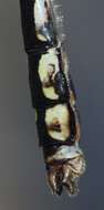 Image of Riffle Snaketail